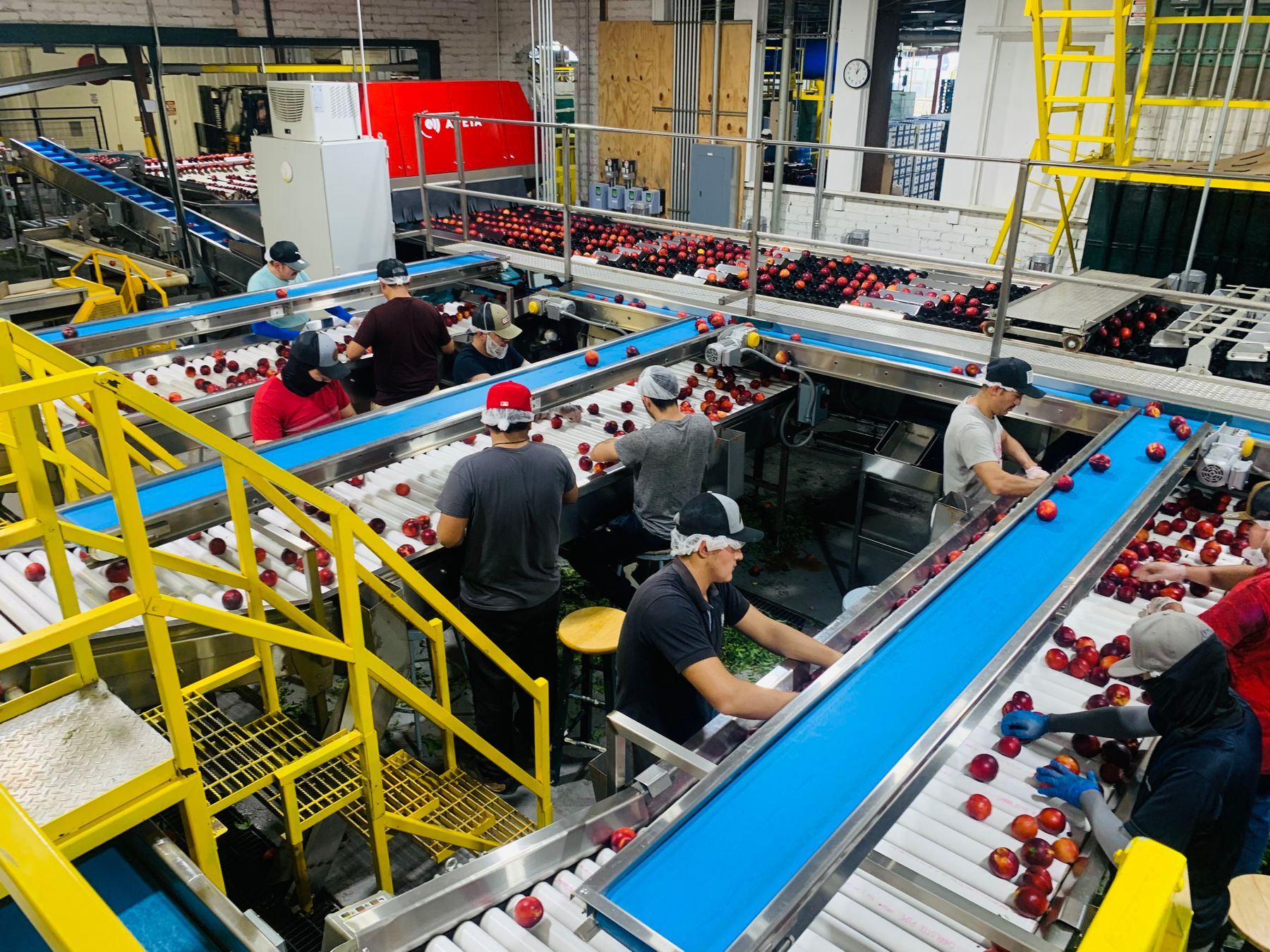 Food processing line with workers sorting produce